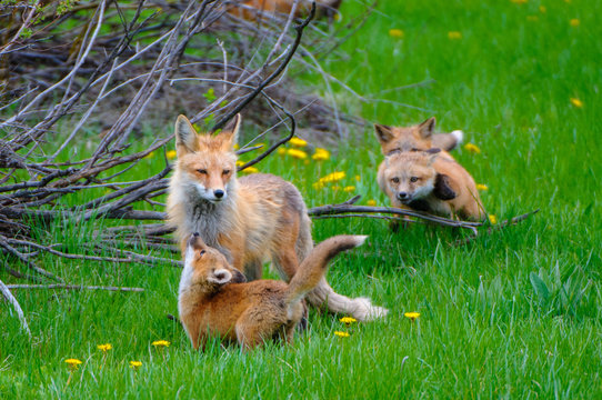 Volpe Volpi volpacchiotti piccoli cuccioli che si inseguono e giocano