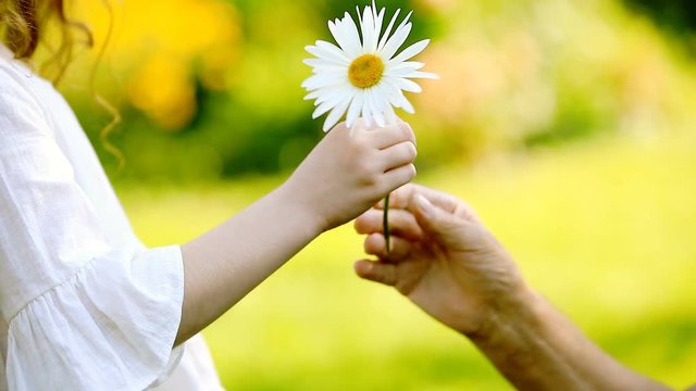 Close-up, the child gives the daisy to the grandfather. Slow motion.