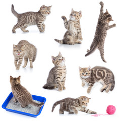 Various funny cats set isolated