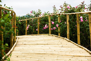 passage among flowers in morning time