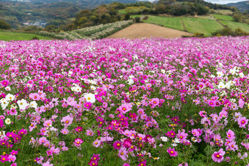 Cosmos flower