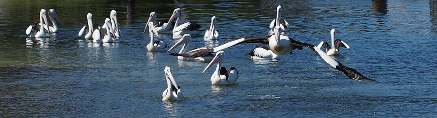 Pelicans Socialising, Great Lakes, Forster, Australia