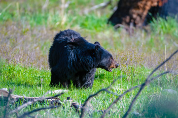 Orso nero americano in foresta