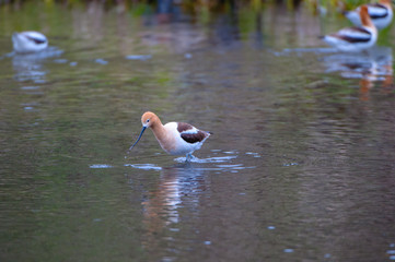 Avocetta americana
