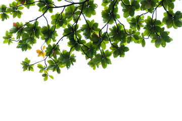 tree branch and green leaf silhouette photography , white background