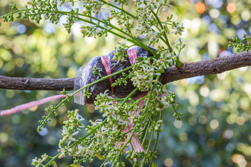 Grafting Trees