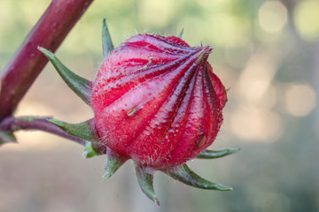 Hibiscus sabdariffa
