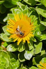 Bee on a sunflower #1
