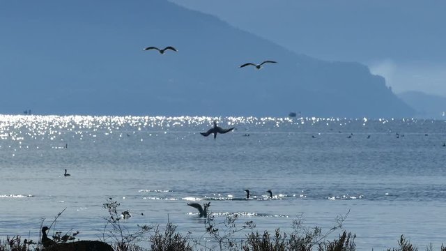 Group of cormorants diving in to the water to catch fish in National Park of amvrakikos wetlands Greece
