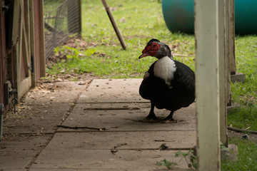 Turkey