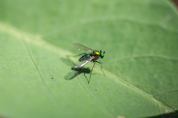 Fototapeta premium Fly