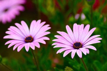 Obraz premium l'Osteospermum .