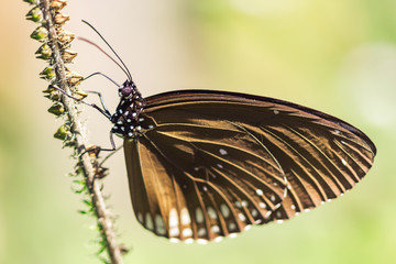 Beautiful butterfly
