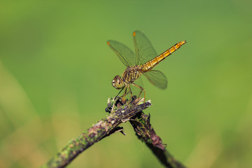 Dragonflies

