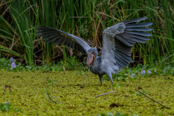 African Balaeniceps (Balaeniceps rex) is a large African bird from the order of the rocks, known especially because of its conspicuously shaped beak.
