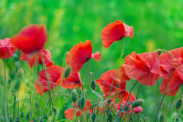 Fototapeta premium Floral background. Red poppies in green grass on a blurry background of lush meadow with bokeh effect