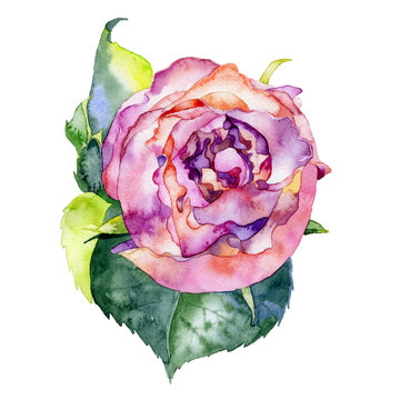 Beautiful bright red flower. Rose flower. Watercolor. Illustration
