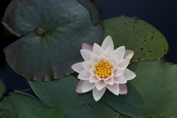 Water lily and leaves in the water pond. Water lily blossom on water surface.