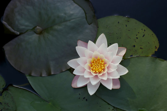 Fototapeta Water lily and leaves in the water pond. Water lily blossom on water surface.