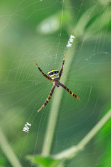 spider