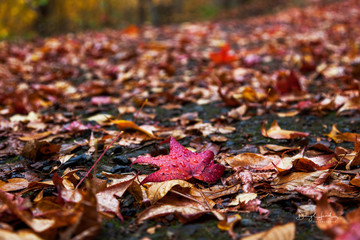 Autumn Leaves