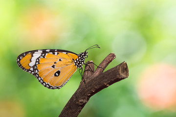 The Plain Tiger butterfly