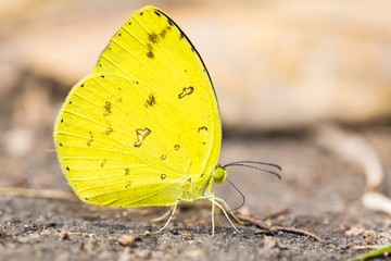 Common Grass Yellow butterfly