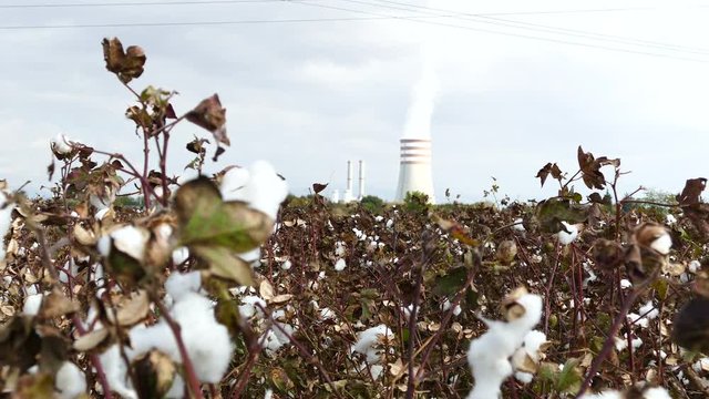 Cotton flower field with in the background a factory around Ergani Greece