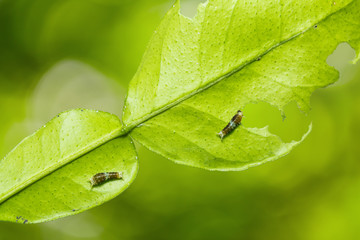 Young Great Mormon (Papilio memnon) caterpillars