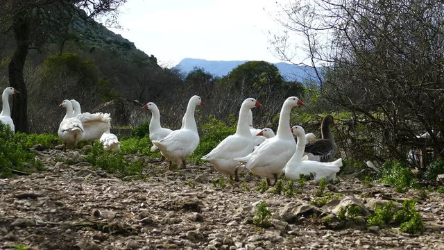 Group of geese in the village Palia plagia Greece
