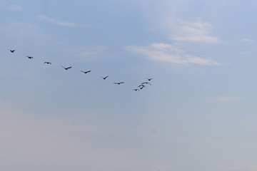 Canadian geese forming a Flying V