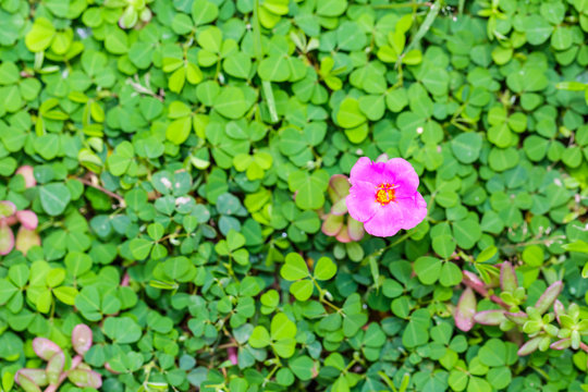 pink Common Purslane flower