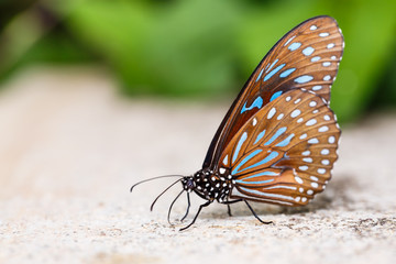 Fototapeta na wymiar Dark Blue Tiger (Tirumala septentrionis) butterfly