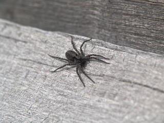 Black spide