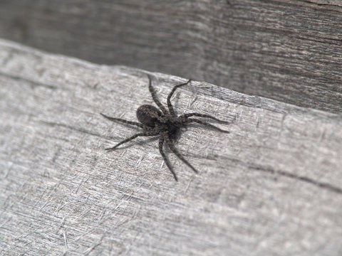 Black spide