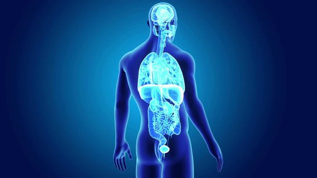 Human Organs with body