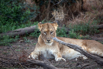 Lioness