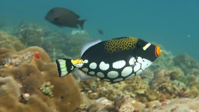 clown triggerfish 1