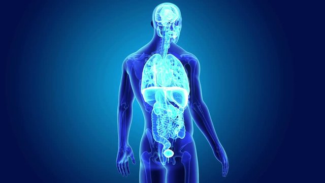 Human Organs with skeleton