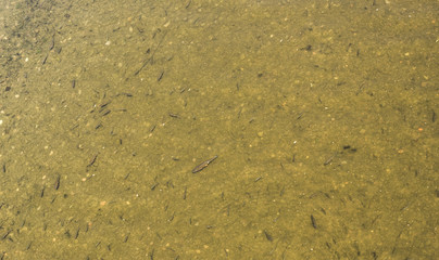 Top view of fish in the river.