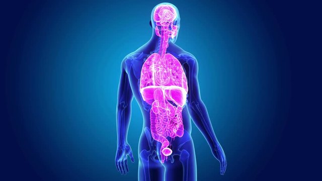 Human Organs with skeleton