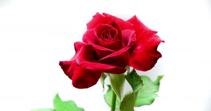 Timelapse Beautuful red Rose flowers blooming. 