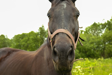 Naklejka premium graceful black horse in the field