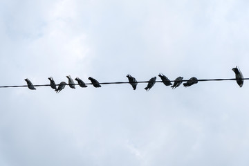birds on electrical wires