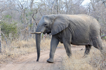 Obraz premium Elephant