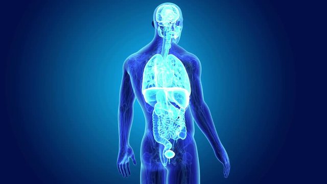 Human Organs with anatomy