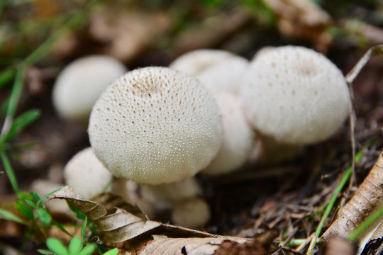 lycoperdon saccatum mushroom