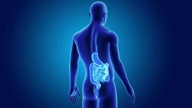 Stomach and Intestine with Body