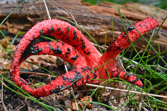 clathrus archeri mushroom