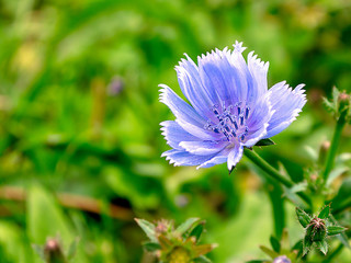 Purple flower in an green Environment